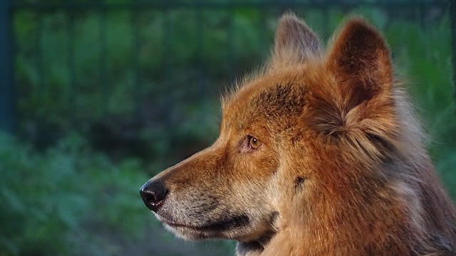Dingo: Características de uma Espécie Selvagem Única