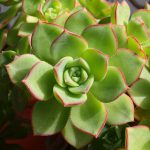 Echeveria