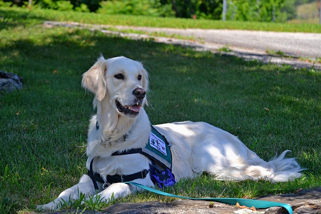 Cães de Serviço para Deficientes Visuais: Companheiros Incríveis