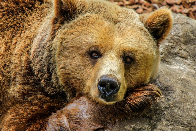Urso Pardo da Península do Alasca: Importância Ecológica e Papel no Ecossistema