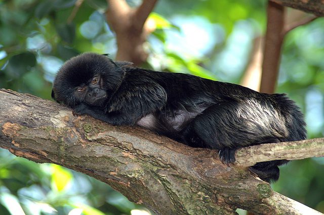 Mico-de-Goeldi: O Que Ele Come na Natureza