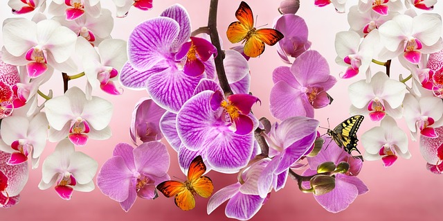 Orquídeas: Dicas para Florescer Novamente