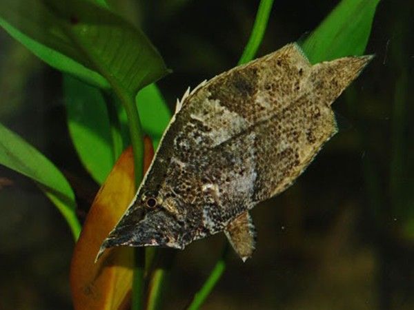 Peixe-Folha: A Beleza, Adaptabilidade e Seus Segredos Surpreendentes