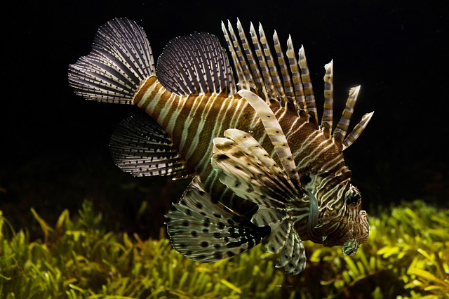 Peixe Leão: Conheça suas Características e Comportamento