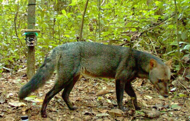 Cachorro-do-Mato-de-Orelha-Curta e a Biodiversidade