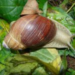 Caracol-da-Mata-Atlântica: Desafios de Sobrevivência
