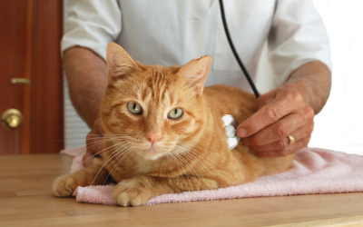 Consultas Veterinárias com Gatos Agressivos