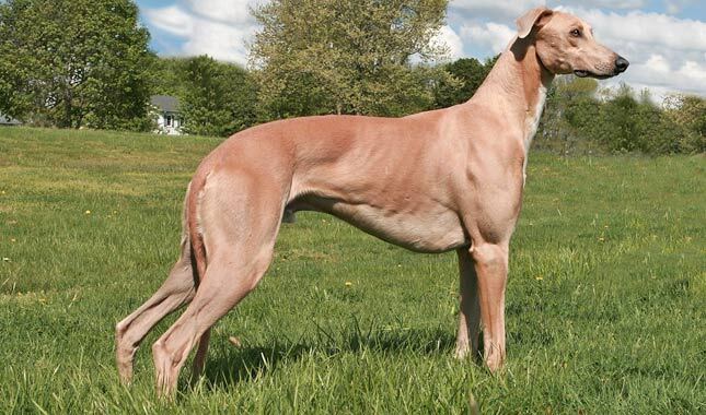 Problemas de Saúde em Greyhounds