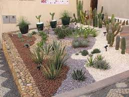 Plantas Xerófitas: Pouca Água, Muita Beleza