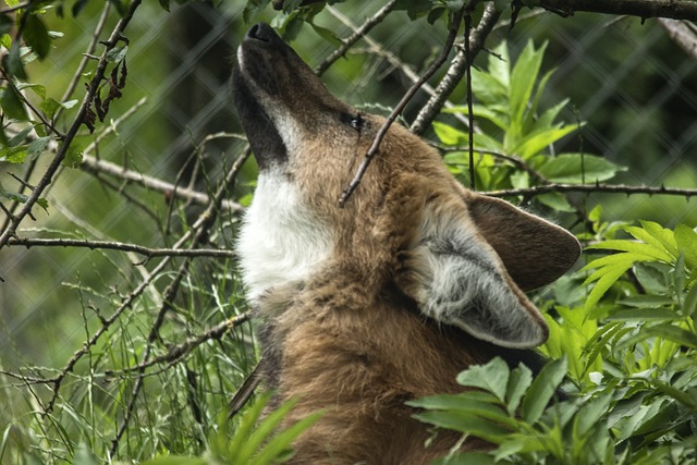 Lobo-Guará e Seres Humanos: Uma Relação
