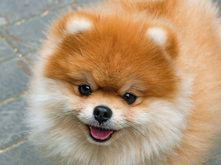 Lulu da Pomerânia: Pelagem Fascinante