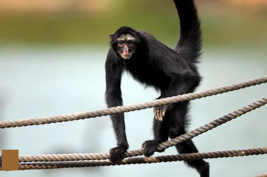 Macaco-Aranha-Testa-Branca: Ciclo de Vida e Procriação