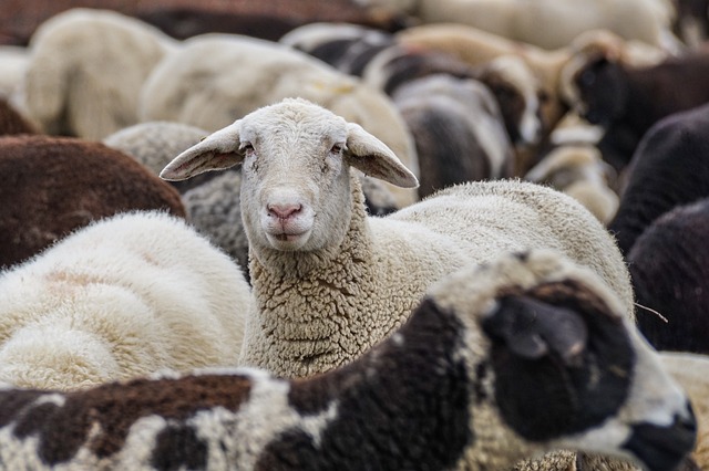 Ovelhas e Sustentabilidade na Produção