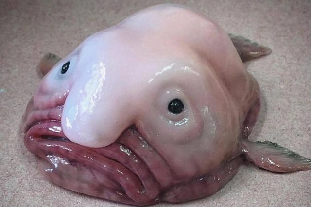 Papel do Peixe-Bolha no Ecossistema Marinho