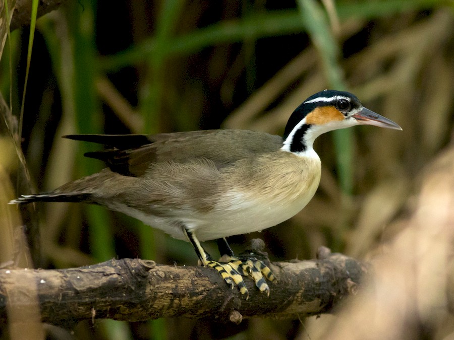 Picaparra: Aves Aquáticas na Natureza