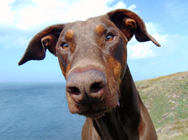 Dobermann: Socialização Desde Filhote