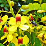 Abelha polinizando Flor do Pau Brasil