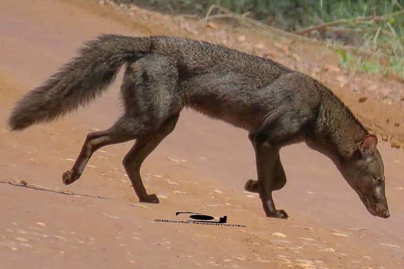 O que o Cachorro-do-Mato-Vinagre Come?