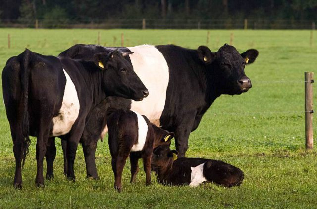 Criação de Galloway Sustentável: Ganhos Eco e Econômicos