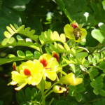 Flor do Pau Brasil