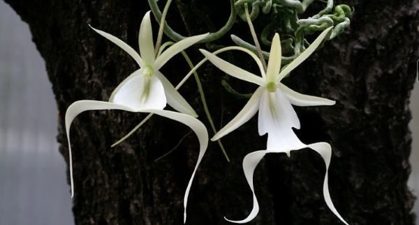 Segredos do Cultivo de Orquídeas Fantasma
