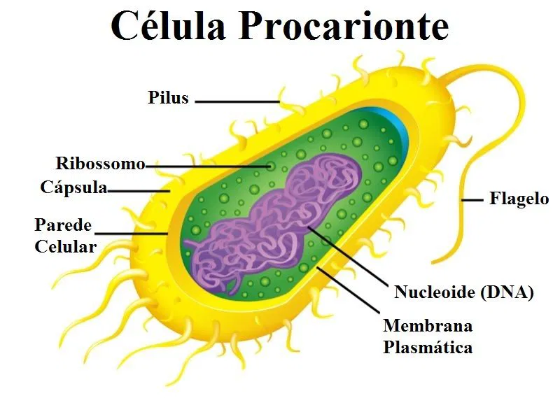 Procariontes e Eucariontes: Características, Exemplos e Diferenças