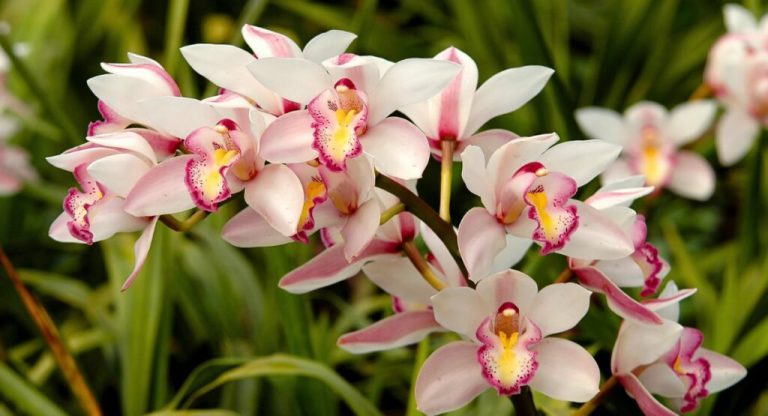 orquídeas terrestres