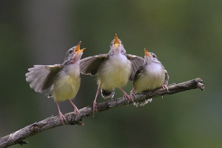 pássaros cantando