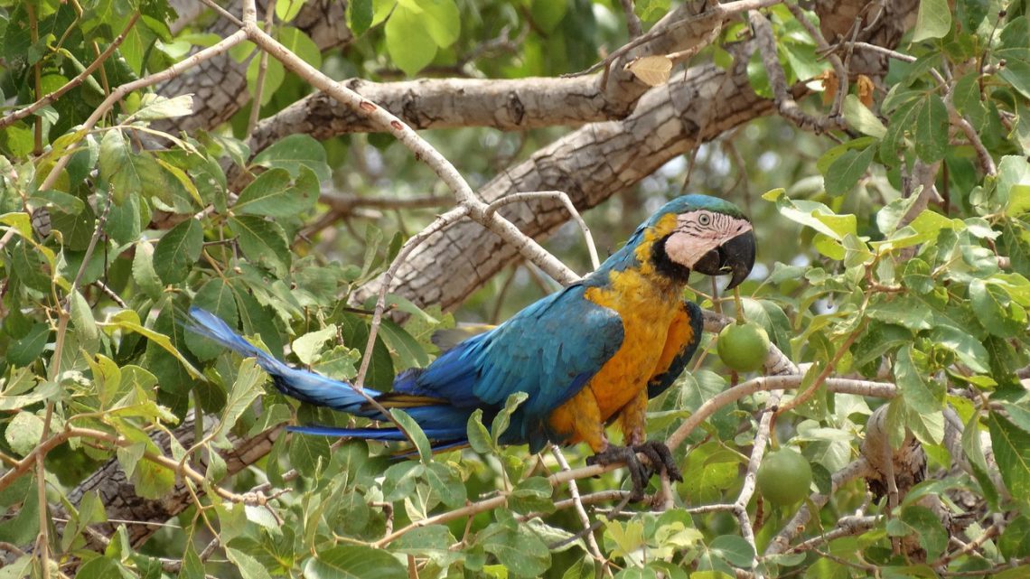 Cerrado: o bioma mais biodiverso e ameaçado do Brasil