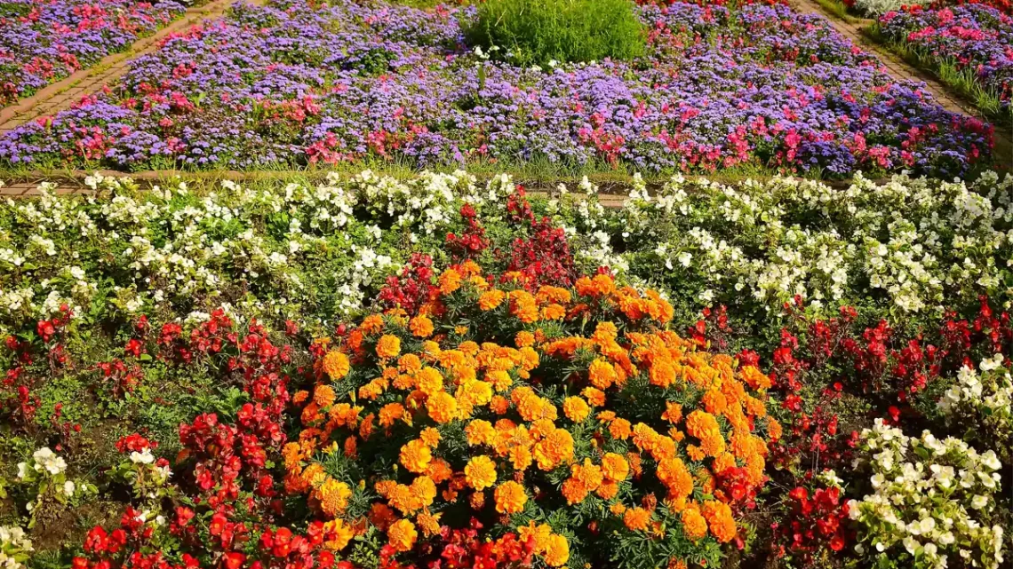 Flores que Começam com a Letra C: Nome e Características