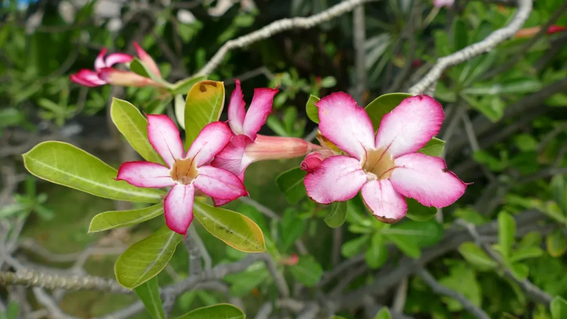 Flores Que Começam Com a Letra P: Nome e Características
