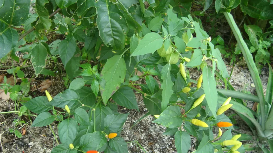Pimenta Malagueta: 7 Benefícios Comprovados