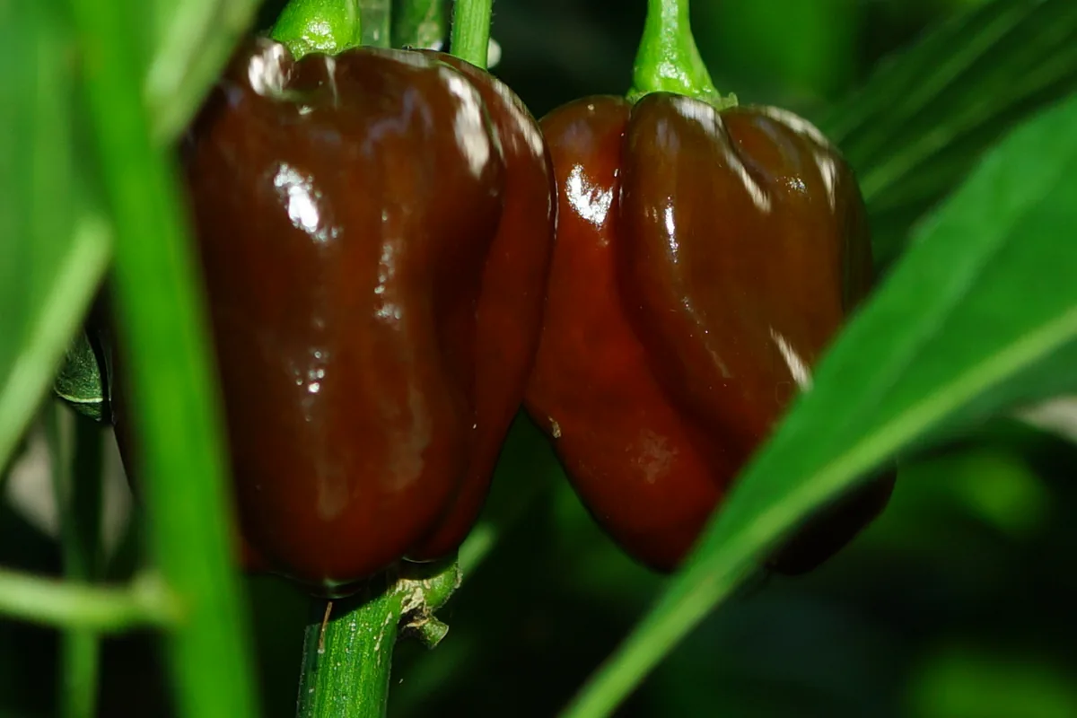 Pimenta Saco de Velho Arde? Qual Sua Origem e Nome Cientifico?