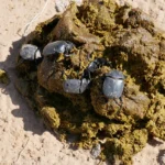 Escaravelho sagrado (Scarabaeus sacer), besouro-rola-bosta