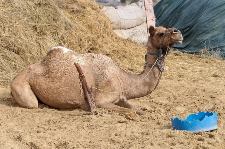 Dromedario (Camelus dromedarius) em fazenda